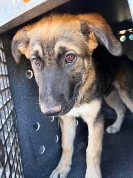 Tank -  German Shepherd Dog Dog for Adoption in Jefferson City, Missouri - Tank | PetCurious