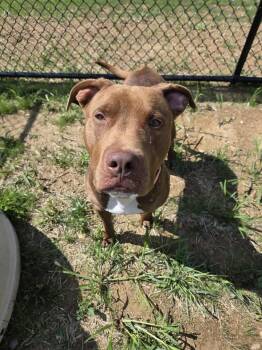 Rescue Pit Bull Terrier Dogs for Adoption in Shepherdsville, Kentucky - Dandy | PetCurious