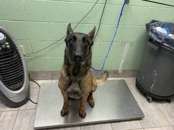 Belgian Shepherd Malinois and Mixed Breed Dogs Available for Adoption in Grand Prairie, Texas - MAJOR | PetCurious