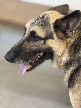 Rescue German Shepherd Dog Dogs for Adoption in Richmond, Texas - Thor | PetCurious