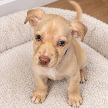 Bowie -  Black Labrador Retriever and Catahoula Leopard Dog Dog for Adoption in New Orleans, Louisiana - Bowie | PetCurious