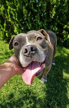 Zeus -  Pit Bull Terrier and American Staffordshire Terrier Dog for Adoption in Selma, California - Zeus | PetCurious