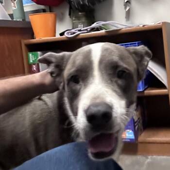 Jimbo -  Husky and Mixed Breed Dog for Adoption in Yuma, Arizona - Jimbo | PetCurious