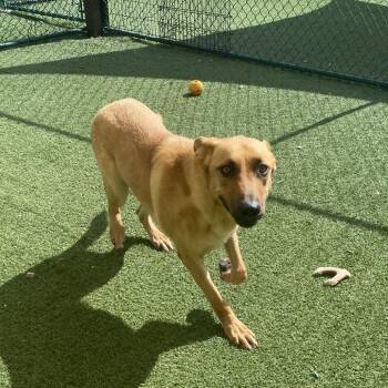 Zodd 8559 -  Mixed Breed Dog for Adoption in Loxahatchee Groves, Florida - Zodd 8559 | PetCurious