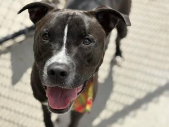 Pit Bull Terrier and Labrador Retriever Dogs Available for Adoption in Tulsa, Oklahoma - SUNNY | PetCurious