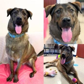 FALCON -  German Shepherd Dog and Mixed Breed Dog for Adoption in Fort Wayne, Indiana - FALCON | PetCurious