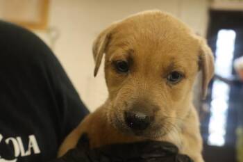 Rescue Mixed Breed Dogs for Adoption in Columbia, South Carolina - DUSK | PetCurious