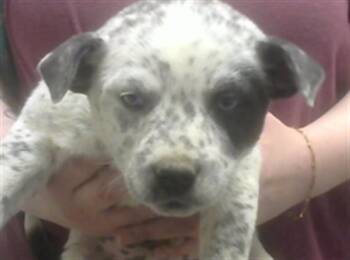Australian Cattle Dog Blue Heeler and Mixed Breed Dogs Available for Adoption - OAK | PetCurious
