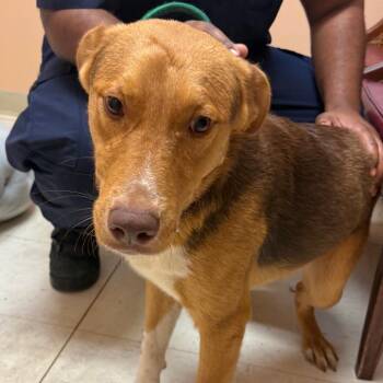 Coonhound Dogs Available for Adoption in Jacksonville, Arkansas - Krillin | PetCurious