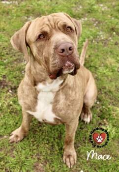 Mastiff Dogs Available for Adoption in Joliet, Illinois - Mace | PetCurious