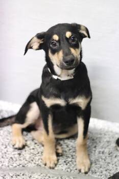 Bitsy in NH. Come Meet our Adoptable Dogs Wednesday-Saturday. Mo -  Cattle Dog Dog for Adoption in Manchester, New Hampshire - Bitsy In NH. Come Meet Our Adoptable Dogs Wednesday-Saturday. Mo | PetCurious