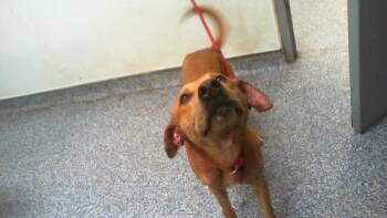 TANK -  German Shepherd Dog and Pit Bull Terrier Dog for Adoption in Charlotte, North Carolina - TANK | PetCurious