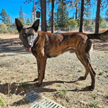 Buddy -  Shepherd Dog for Adoption in Weaverville, California - Buddy | PetCurious