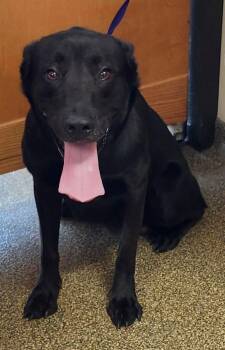 Knight -  Black Labrador Retriever and German Shepherd Dog Dog for Adoption in Belvidere, Illinois - Knight | PetCurious