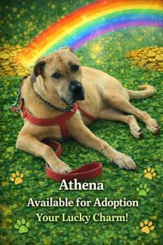 Athena -  Mastiff Dog Available for Adoption in Mauston, Wisconsin - Athena | PetCurious