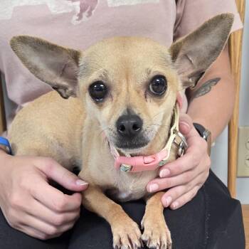 Ava -  Chihuahua Dog for Adoption in Camden, Delaware - Ava | PetCurious