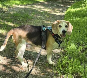 Jake -  Beagle Dog for Adoption in Saint Marys, Pennsylvania - Jake | PetCurious