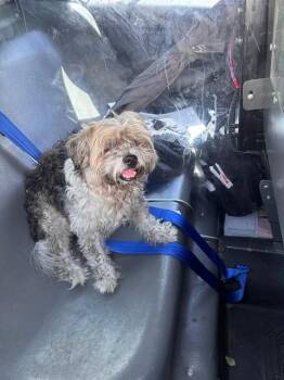 AUGUST -  Shih Tzu Dog for Adoption in Fort Lauderdale, Florida - AUGUST | PetCurious