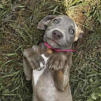 Birdie -  Weimaraner and Chocolate Labrador Retriever Dog for Adoption - Birdie | PetCurious