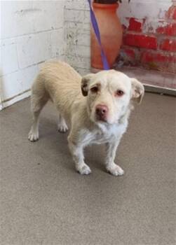 Terrier and Mixed Breed Dogs Available for Adoption in San Bernardino, California - LESLIE | PetCurious