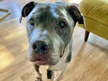 Archie -  Pit Bull Terrier Dog for Adoption in Portland, Oregon - Archie | PetCurious