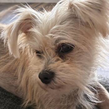 Colton -  Yorkshire Terrier Dog for Adoption in Villa Park, California - Colton | PetCurious