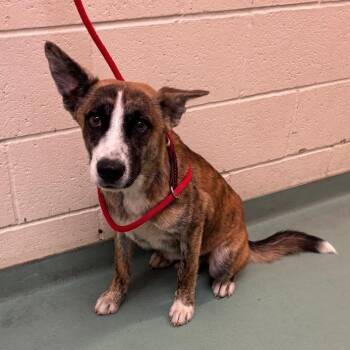 Tigger -  Mixed Breed Dog for Adoption in Memphis, Tennessee - Tigger | PetCurious