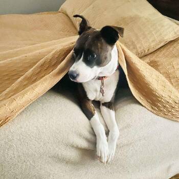 Florentina -  Terrier and Retriever Dog for Adoption in Corpus Christi, Texas - Florentina | PetCurious