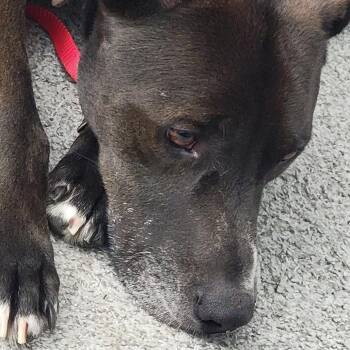 Black Labrador Retriever and Mixed Breed Dogs Available for Adoption in Melbourne, Kentucky - Elvis | PetCurious