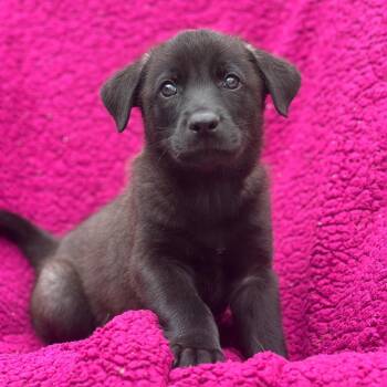 Labrador Retriever Dogs Available for Adoption in San Diego, California - Windy Pup - Dusty | PetCurious