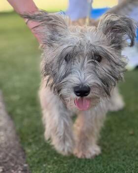 Rigby -  Terrier Dog for Adoption in Longmont, Colorado - Rigby | PetCurious