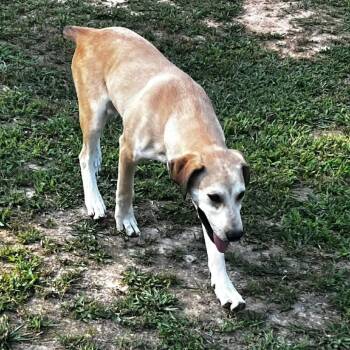 Rescue Mixed Breed Dogs for Adoption in Evensville, Tennessee - Jack | PetCurious