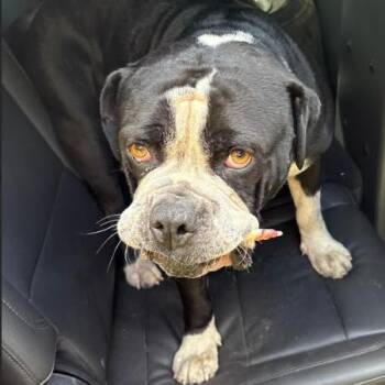 Mayson -  English Bulldog Dog for Adoption in Donalsonville, Georgia - Mayson | PetCurious
