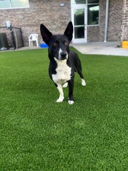 Beck -  Basenji and Corgi Dog for Adoption in Dalton, Georgia - Beck | PetCurious