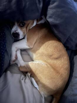 Dachshund and Chihuahua Dogs Available for Adoption - Claude | PetCurious