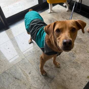 Butterfly -  Retriever Dog for Adoption in New York, New York - Butterfly | PetCurious