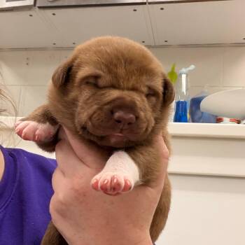 Rolo -  Pit Bull Terrier and Mixed Breed Dog for Adoption in Indianapolis, Indiana - Rolo | PetCurious