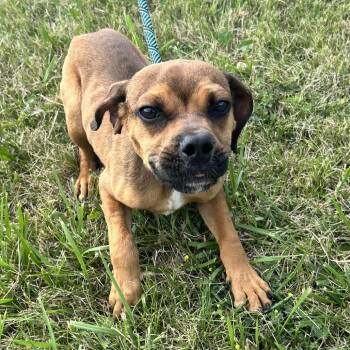 Dill -  Mixed Breed Dog for Adoption in Uniontown, Pennsylvania - Dill | PetCurious