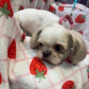 Punky -  Shih Tzu Dog for Adoption in Kittanning, Pennsylvania - Punky | PetCurious