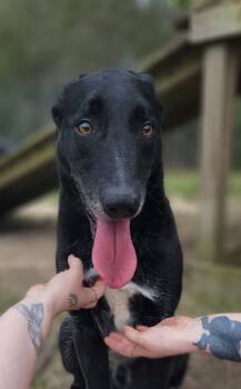 Rescue German Shepherd Dog and Belgian Shepherd Malinois Dogs for Adoption in Orangeburg, South Carolina - Ace | PetCurious