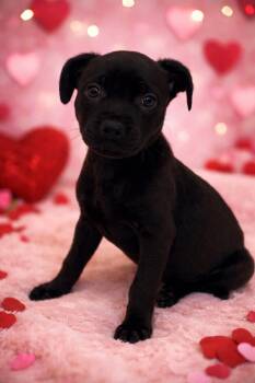 Black Labrador Retriever Dogs Available for Adoption - Nala  | PetCurious