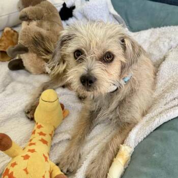 Woody -  Norfolk Terrier Dog for Adoption in Mead, Colorado - Woody | PetCurious