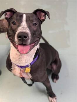 Mixed Breed Dogs Available for Adoption in Montreal, Quebec - Tango | PetCurious