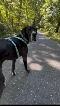 Millie -  Great Dane Dog for Adoption in Pottsville, Pennsylvania - Millie | PetCurious