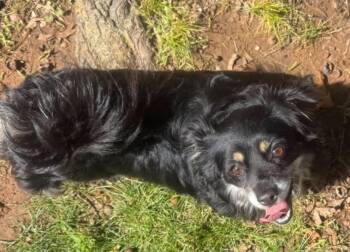 Pekingese and Shih Tzu Dogs Available for Adoption in Shawnee, Oklahoma - Linda | PetCurious