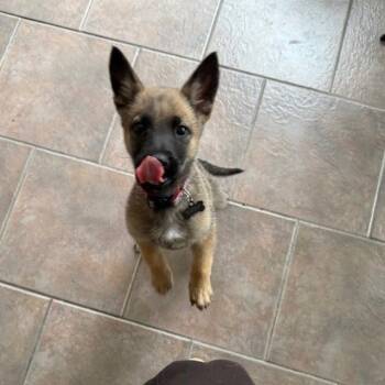Belgian Shepherd Malinois Dogs Available for Adoption in Dallas, Texas - Buttercup | PetCurious
