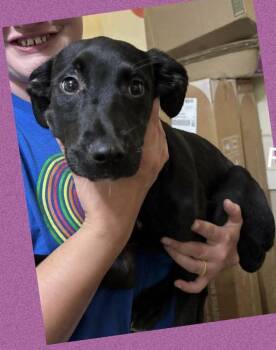 TT : Tulip -  Labrador Retriever and Shepherd Dog for Adoption in Aurora, Indiana - TT : Tulip | PetCurious
