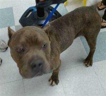 JETHRO -  American Bulldog and Mixed Breed Dog for Adoption in Oklahoma City, Oklahoma - JETHRO | PetCurious