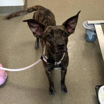 Boogie -  Mixed Breed Dog for Adoption in Council Bluffs, Iowa - Boogie | PetCurious