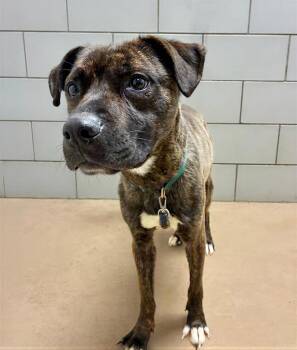 Mixed Breed Dogs Available for Adoption - Smith | PetCurious
